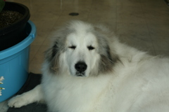 朝お店番してるココさん