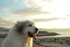 ココちゃんを散歩に連れ出す