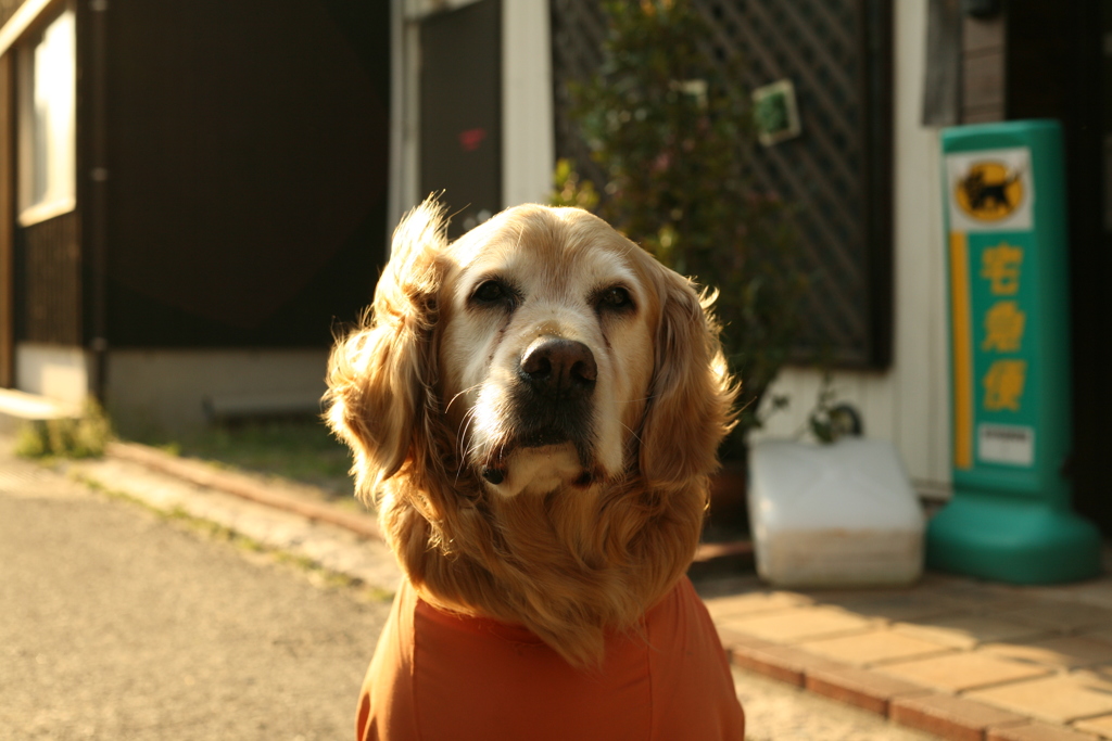 今日もお宿番してるみゅうちゃん