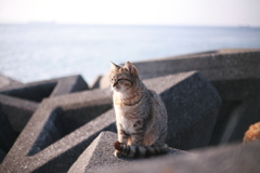 ねこ