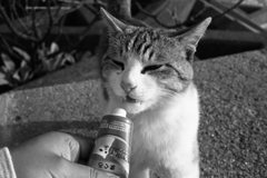 トム君とちゅーる