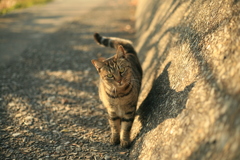 僕にもご飯ください