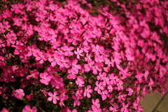 ココさん所の花