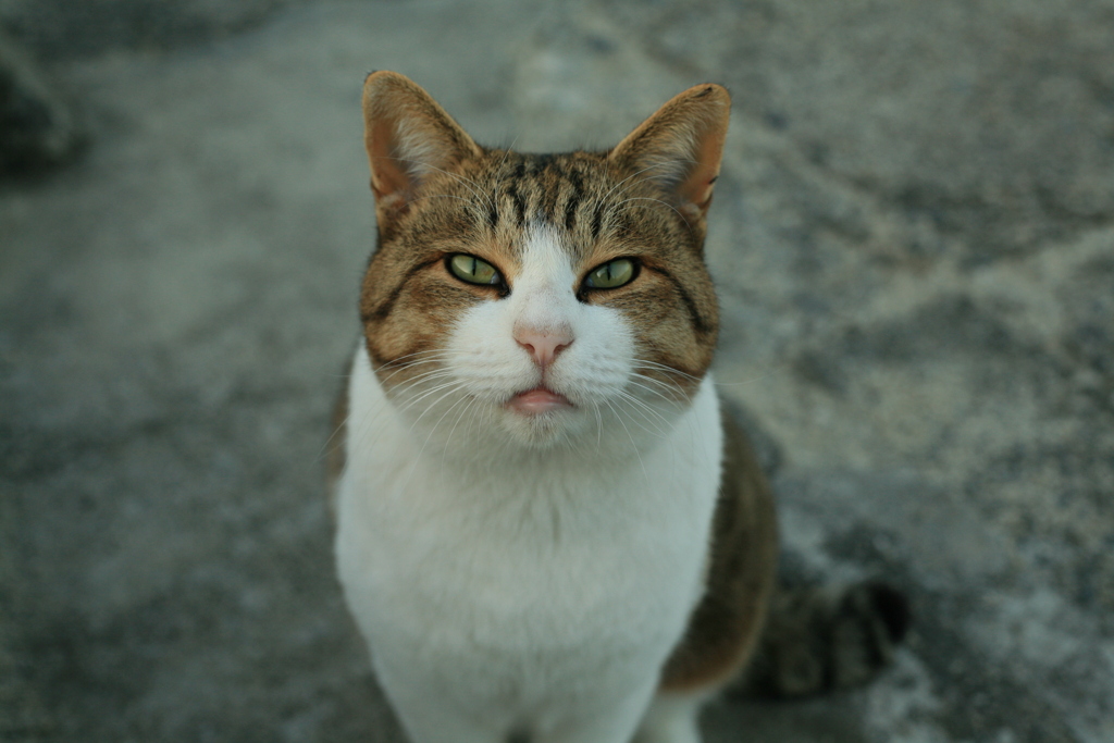 トム君