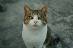 トム君