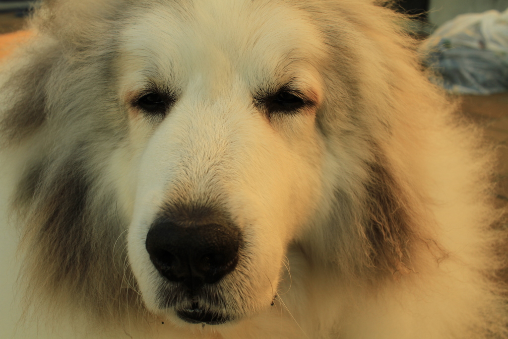 ほのぼのしてるココさん