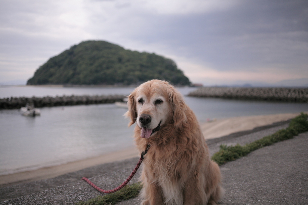 今日もみゅうちゃんと散歩