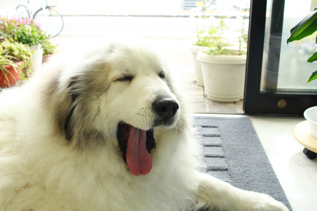 大あくびしてるココさん