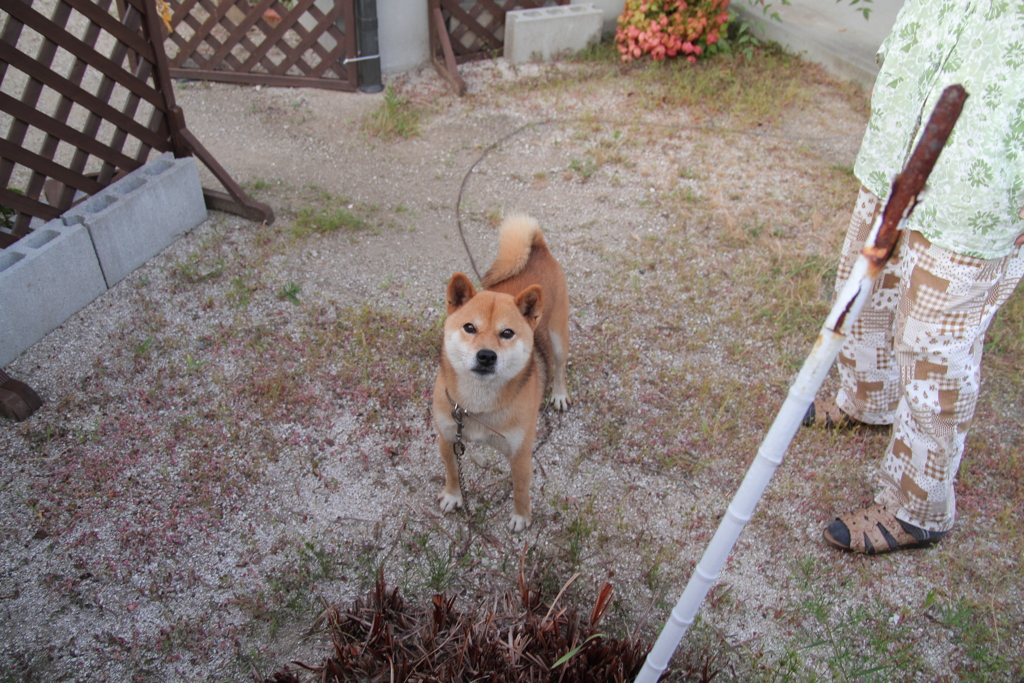 甘えるときはウーウー言うものだと思ってるウルちゃん