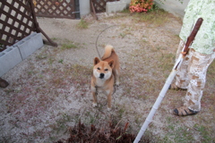 甘えるときはウーウー言うものだと思ってるウルちゃん