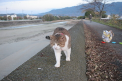 トム君