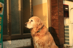 お宿番してるみゅうちゃん