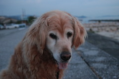 みゅうちゃんと散歩