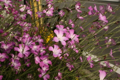 ココさん所の花