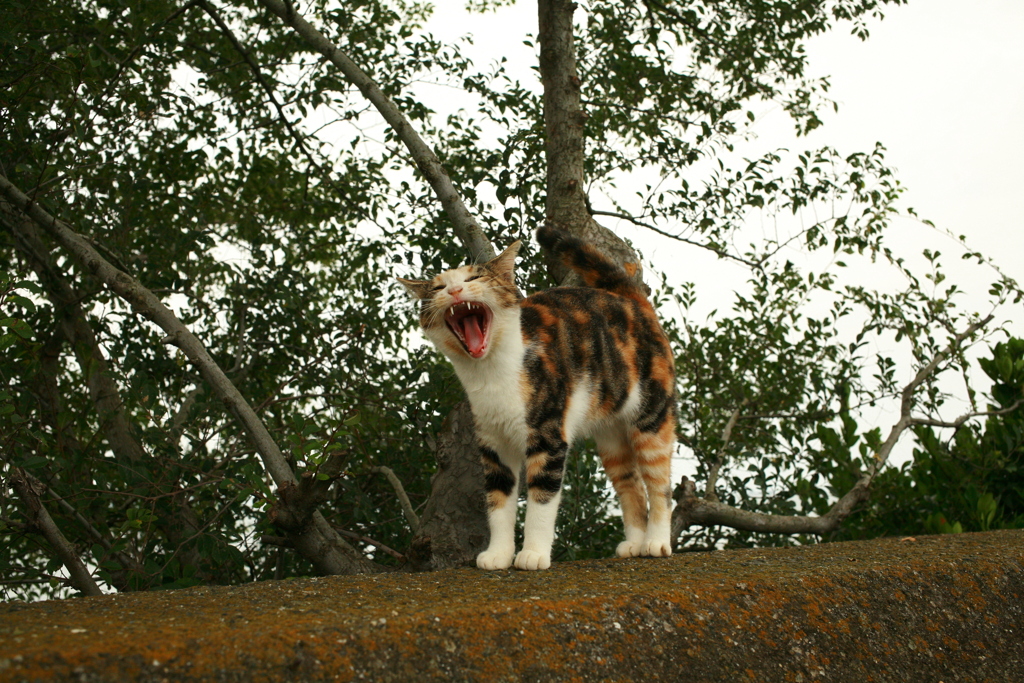 9月になったのにいいことなんてありゃしないさ