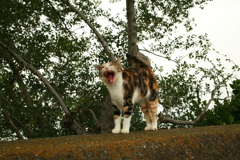 9月になったのにいいことなんてありゃしないさ