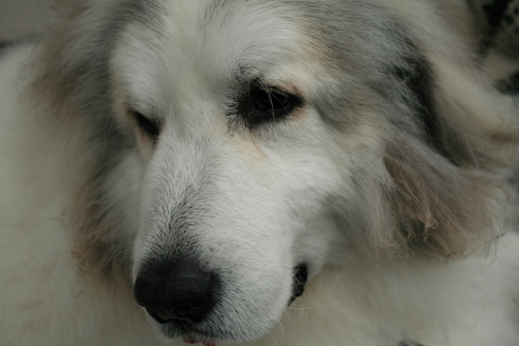 ココさん＠おかべ薬局