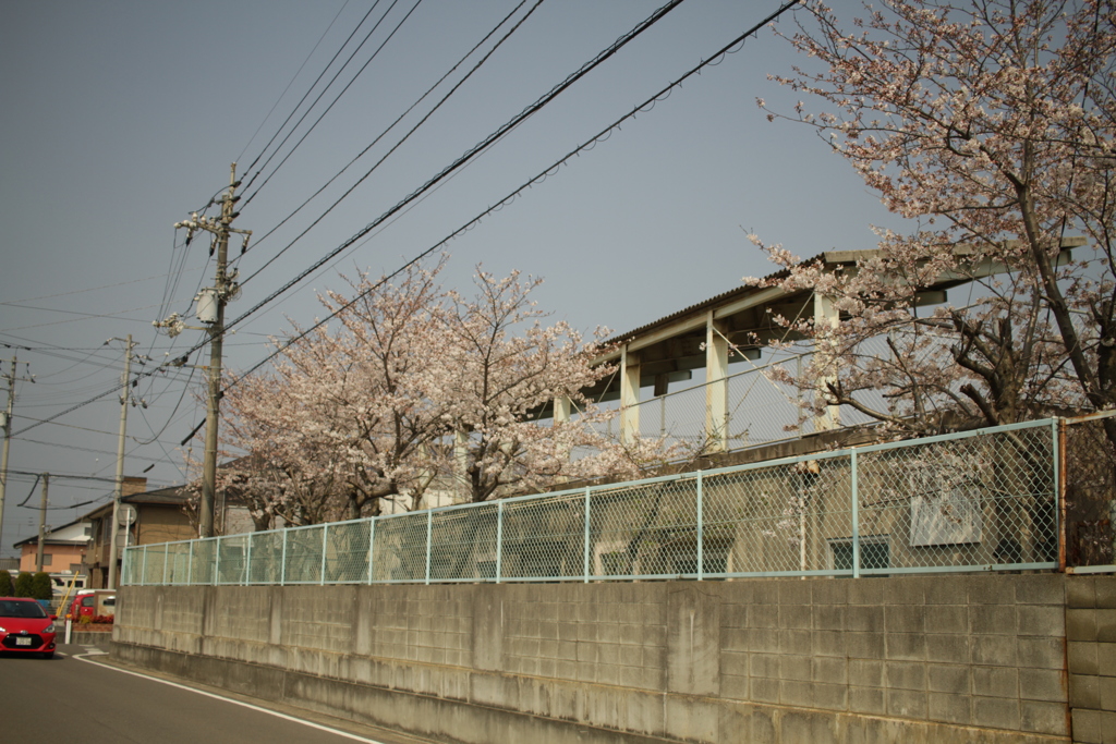 北条高校の桜