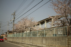 北条高校の桜