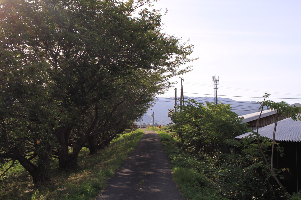 朝の踏切