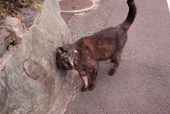 途中にいた飼い猫