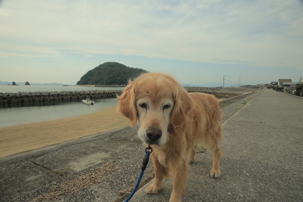 みゅうちゃんと散歩