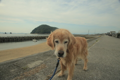 みゅうちゃんと散歩