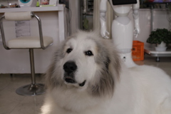 今日もかわいいココさん