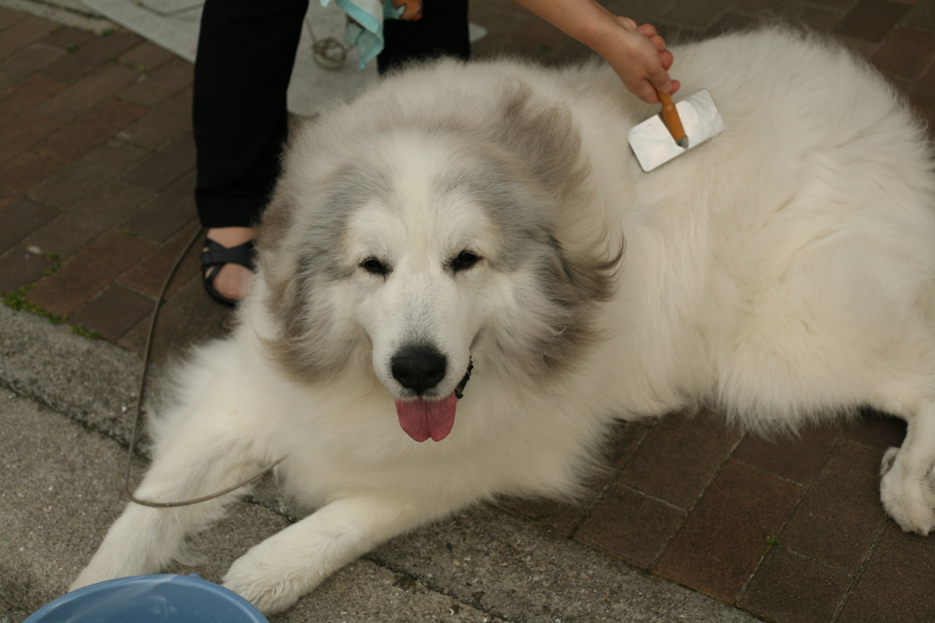 まやさんに毛を解いてもらうココさん