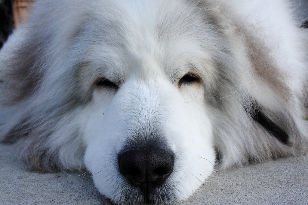 ココちゃんは今日もポニョポニョ