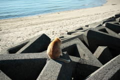 トラやんが甘えに来ない