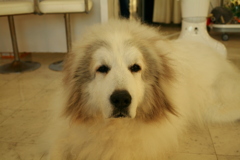 お店番してるココ様