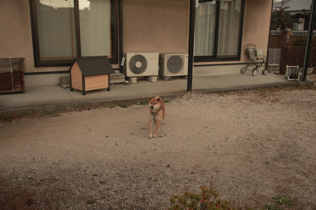 番犬してるウルちゃん