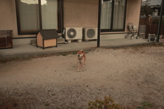 番犬してるウルちゃん