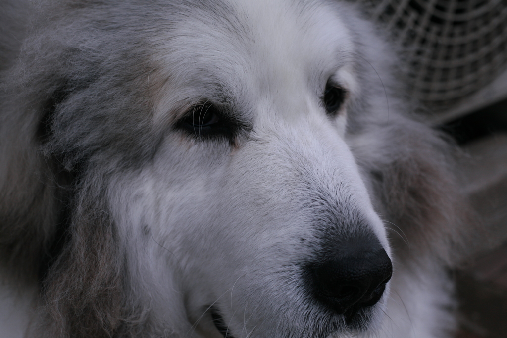 日曜も元気なココさん
