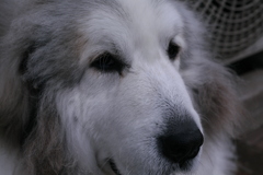 日曜も元気なココさん