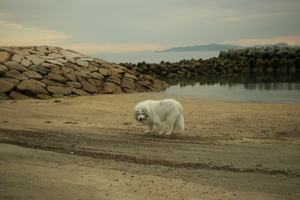 ココちゃんとお散歩