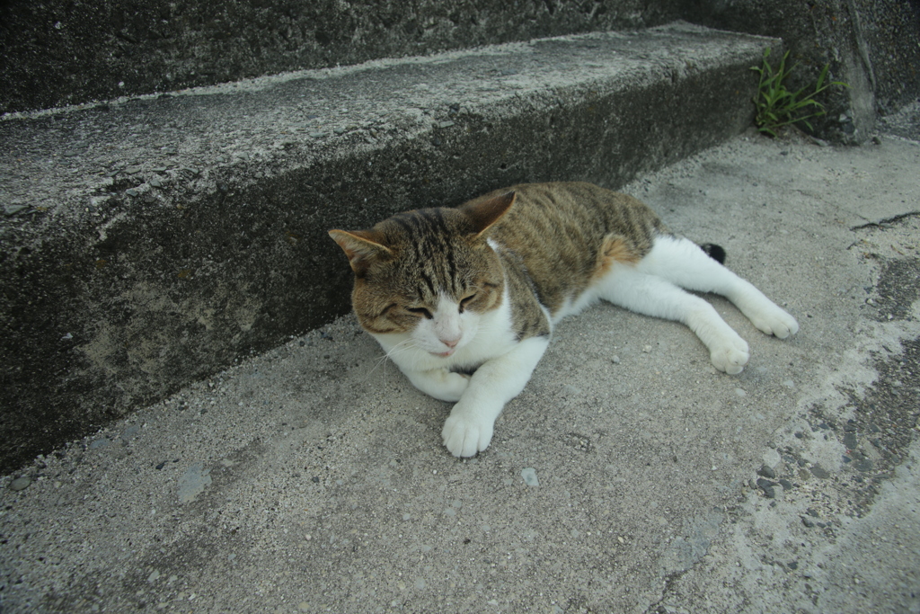 今日も元気なトム君