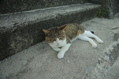 今日も元気なトム君