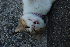 アホアホマンになったトム君