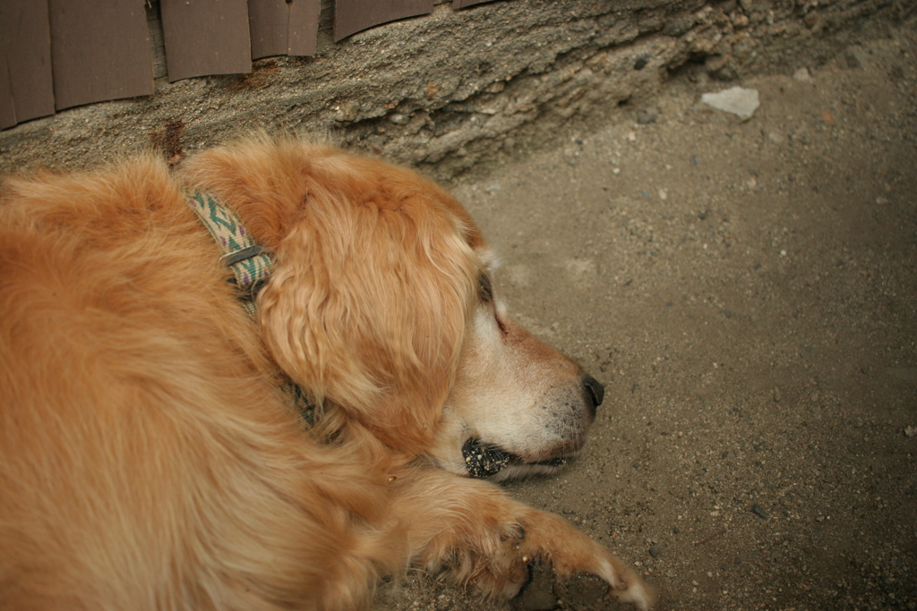 昨日のみゅうちゃん