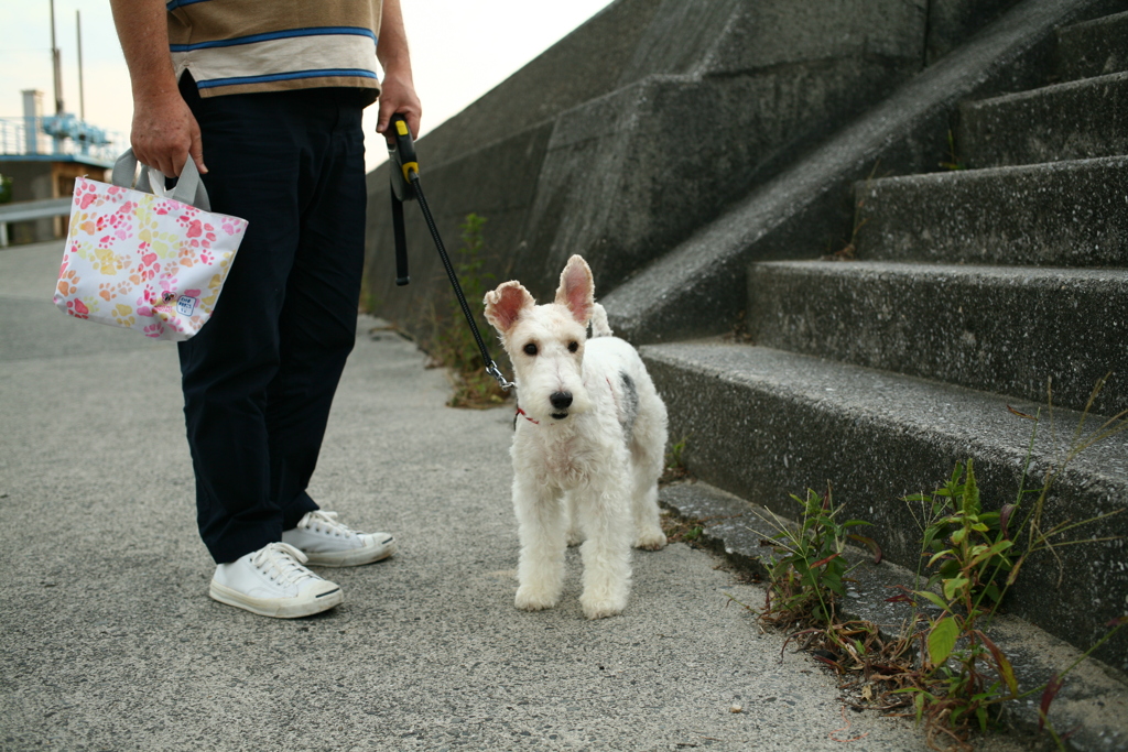 今日もお利口なアビィちゃん