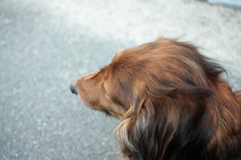 晴れてのどかな午後＠2017-04-12