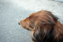 晴れてのどかな午後＠2017-04-12