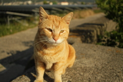 まるちゃん