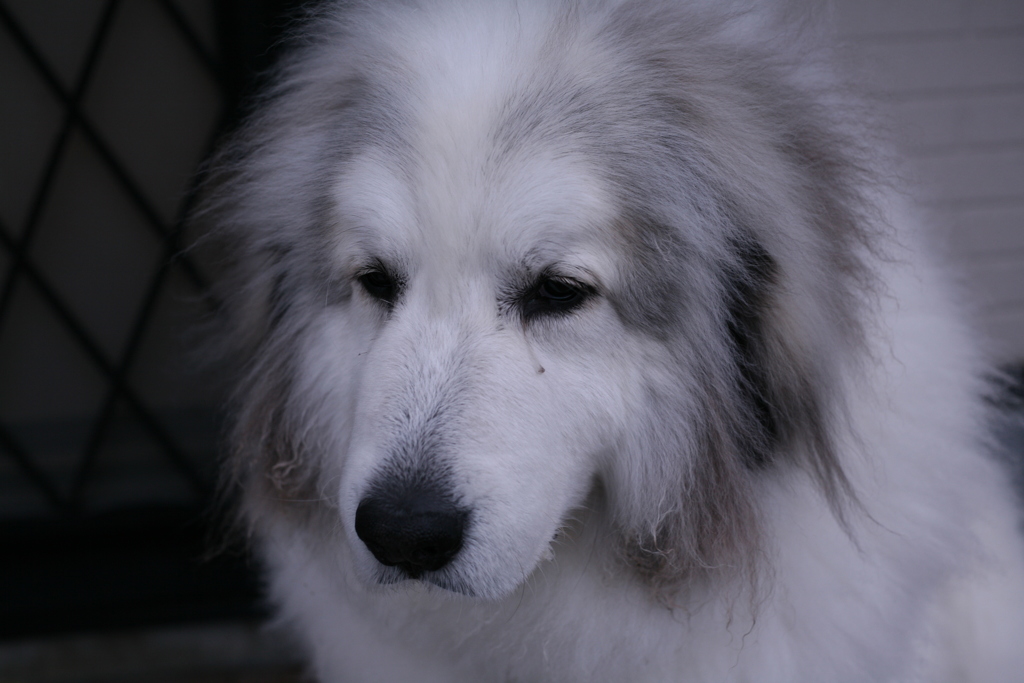 今日もほのぼのしてるココさん