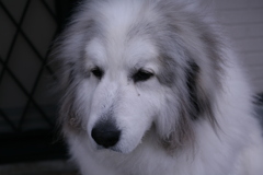 今日もほのぼのしてるココさん