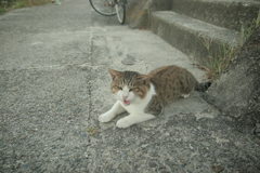 何かを訴えるトム君