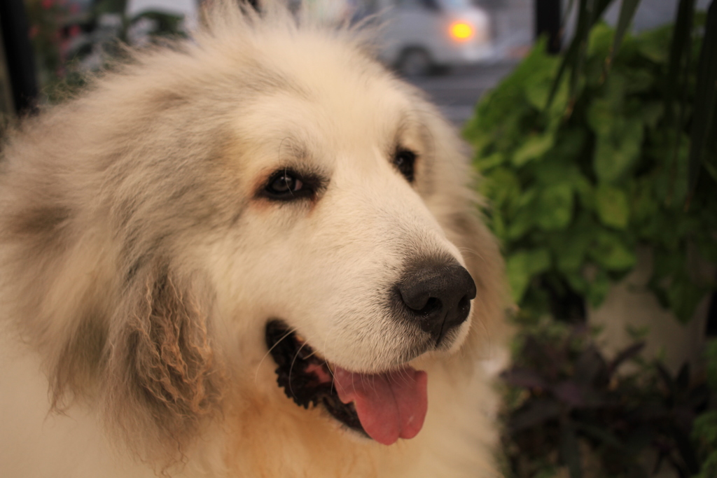 真っ白のココさん