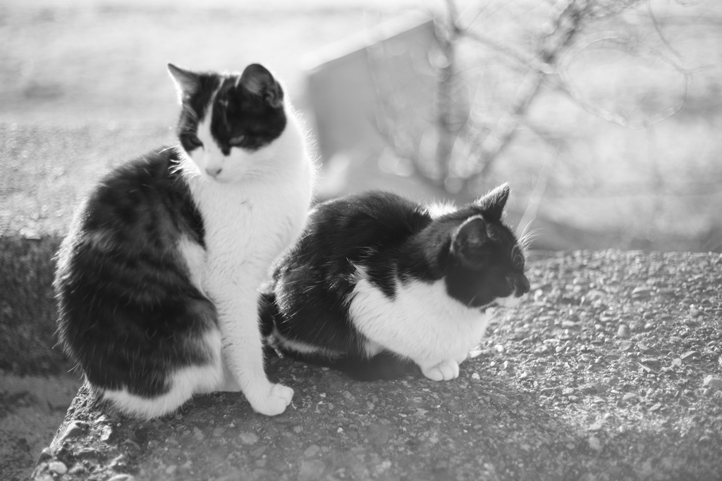 また新しい子が捨てられてる